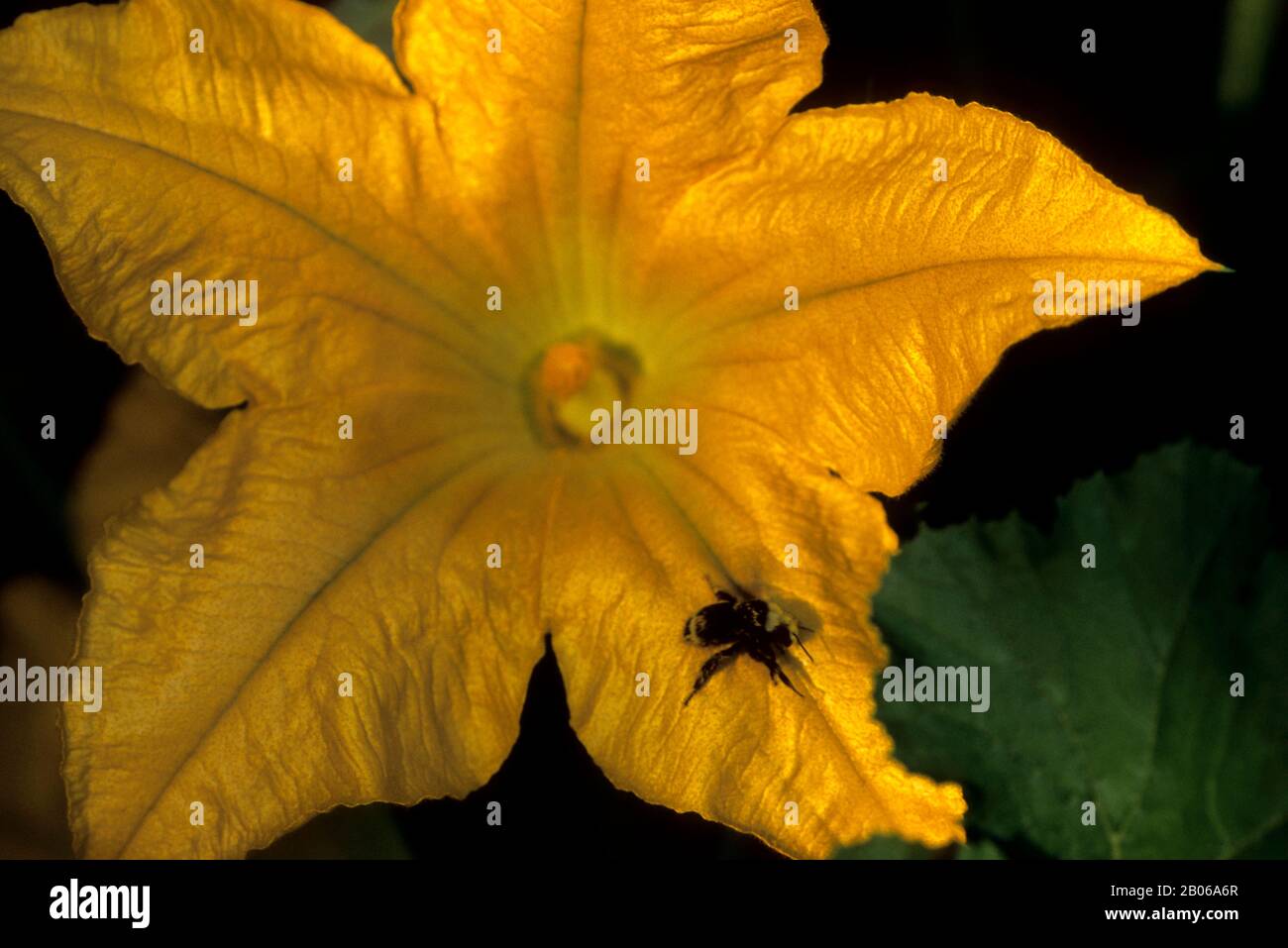 ÉTATS-UNIS WASHINGTON BELLEVUE, FLEUR DE ZUCCHINI, GROS PLAN, BOURDON Banque D'Images
