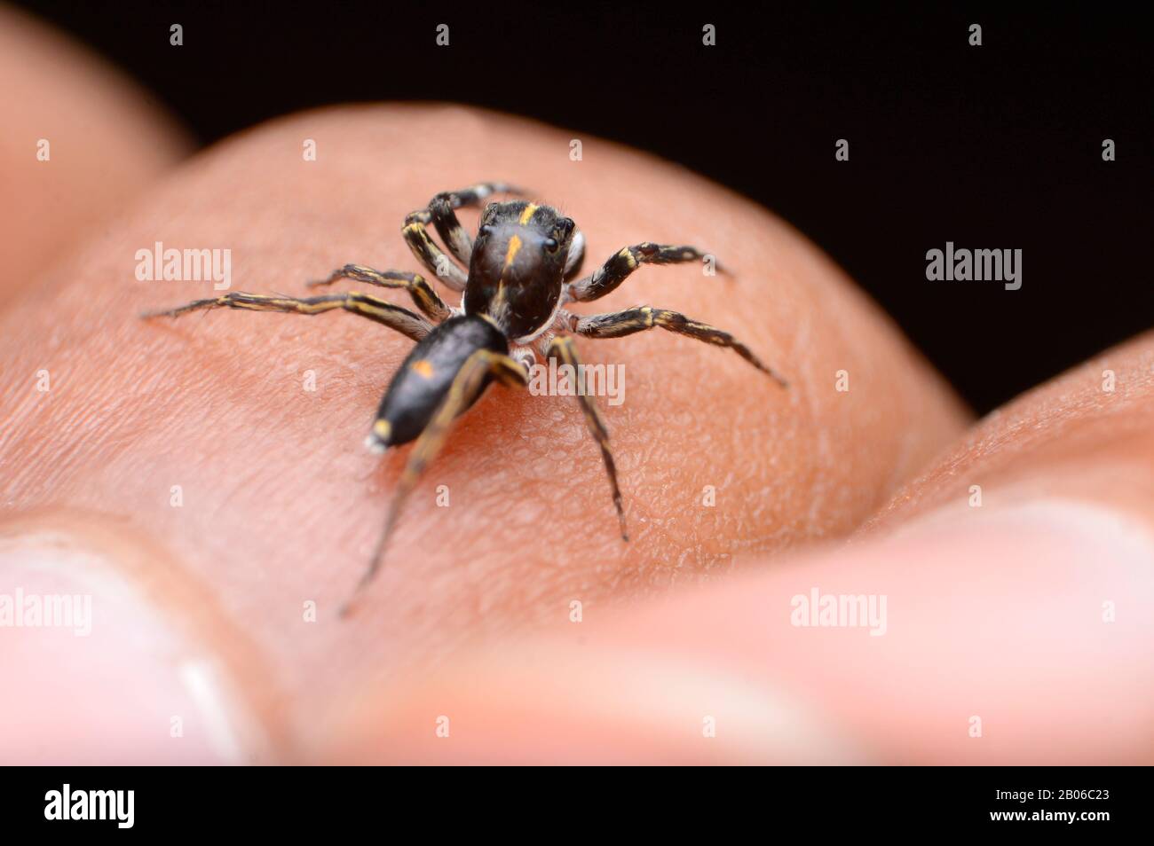 Dorsale de l'araignée de saut de tête de colonne vertébrale, Cyrba ocellata, habitat dans les zones subtropicales de l'Inde Banque D'Images