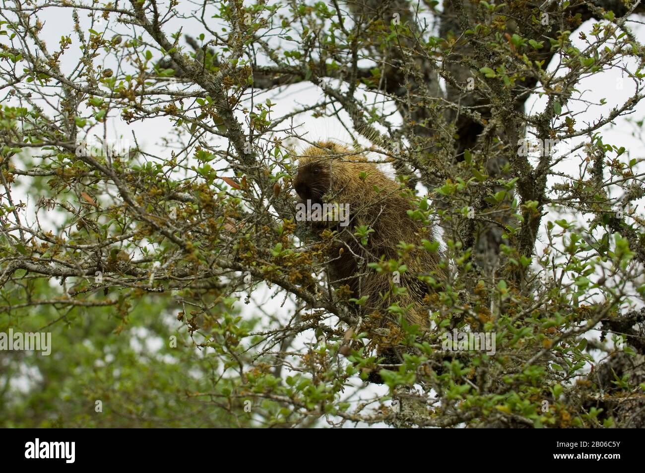 ÉTATS-UNIS, TEXAS, HILL PAYS PRÈS DE LA CHASSE, PORCUPINE DANS L'ARBRE Banque D'Images