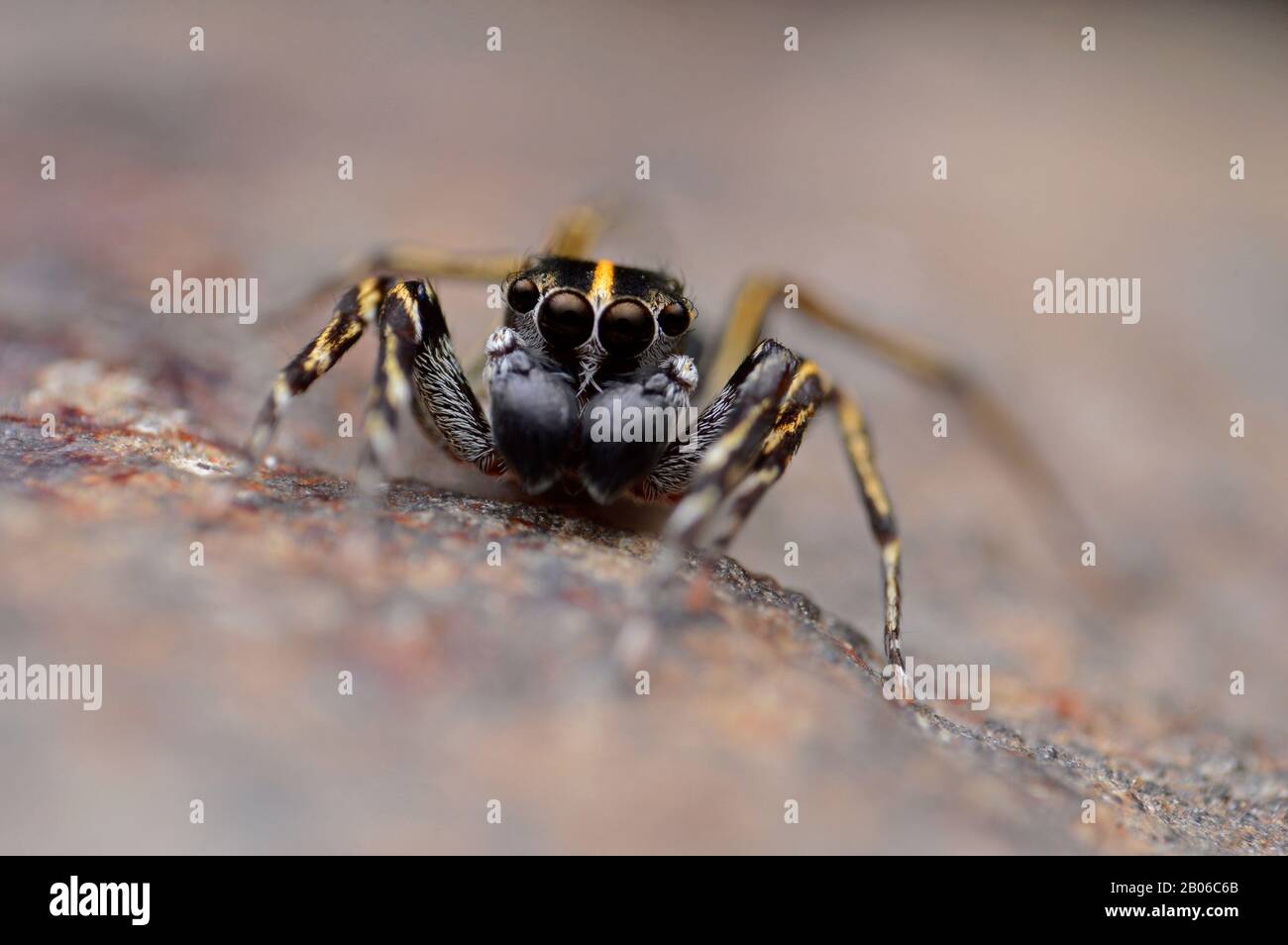 Portrait de l'araignée de saut à la tête du rachis, Cyrba ocellata avec les zones subtropicales de l'habitat de l'Inde Banque D'Images