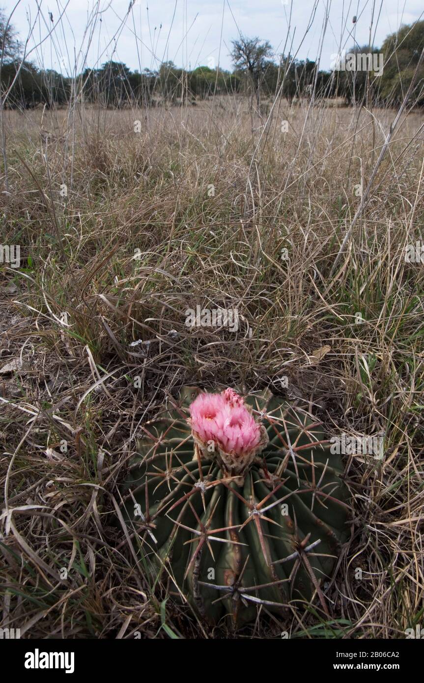 ETATS-UNIS, TEXAS, HILL CAMPAGNE PRÈS DE LA CHASSE, CACTUS, LE CHEVAL DE TÊTE DU DIABLE CRIPPLER, ECHOCACTUS TEXENSIS, FLEURS Banque D'Images