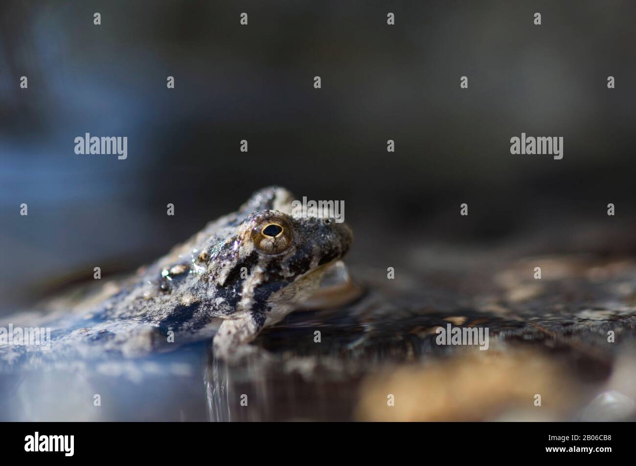 ÉTATS-UNIS, TEXAS, HILL PAYS PRÈS DE LA CHASSE, GRENOUILLE DE CRICKET DU SUD Banque D'Images