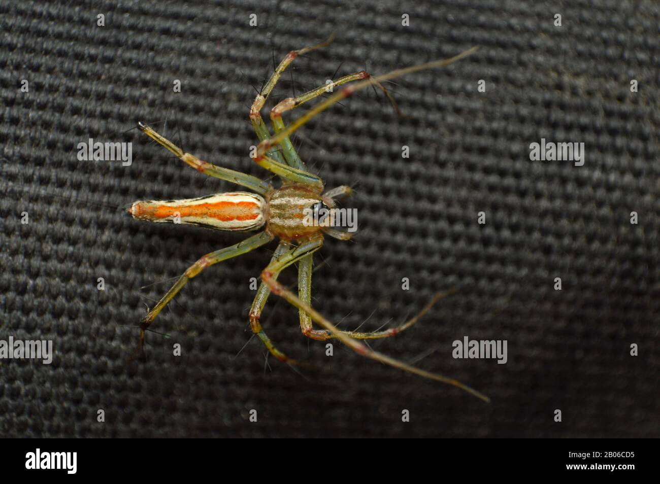 Vue dorsale de l'araignée Lynx - Oxyopes bhartae, Oxyopidae, distribution - Ghats occidentaux, habitat - décidous, Trophique, Subtropical Banque D'Images