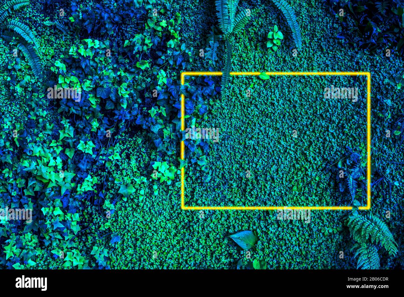 Feuilles tropicales créatives de surface avec cadre jaune néon. Arrière-plan naturel. Pose plate. Banque D'Images