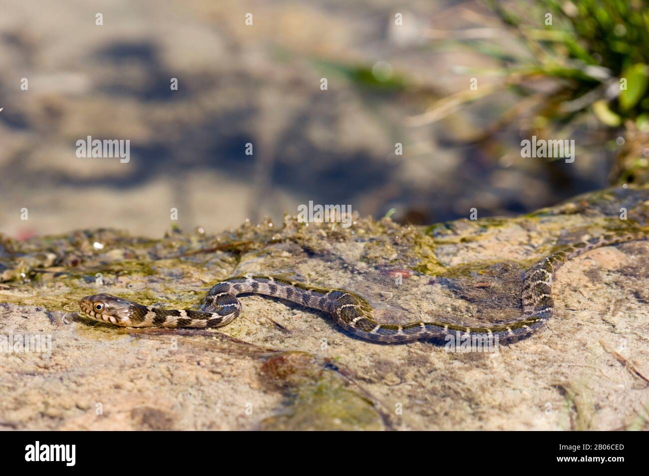 ÉTATS-UNIS, TEXAS, HILL PAYS PRÈS DE LA CHASSE, SERPENT D'EAU BOUCLÉ, NERODIA ERYTHROGASTER TRANSVERSA, RAMPANT DANS L'EAU Banque D'Images