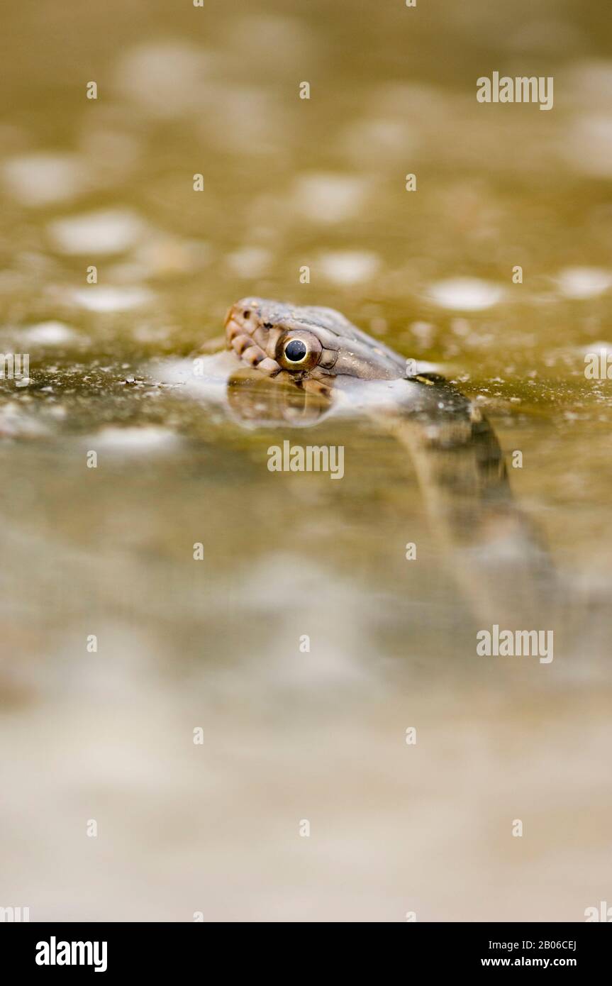 ÉTATS-UNIS, TEXAS, HILL PAYS PRÈS DE LA CHASSE, SERPENT D'EAU À TACHE, NERODIA ERYTHROGASTER TRANSVERSA, PEEKING HORS DE L'EAU Banque D'Images