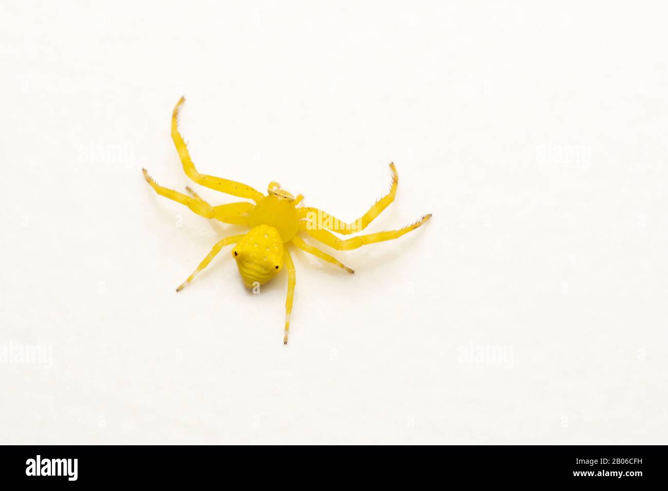 Araignée de crabe des fleurs, Thomisus onustus, Pune, Maharashtra, Inde Banque D'Images