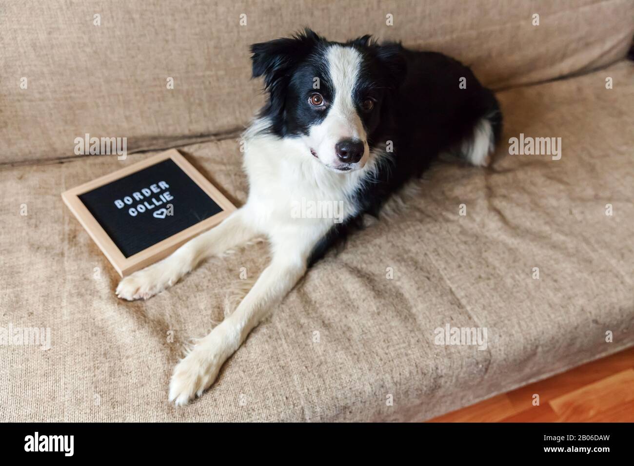 Portrait drôle de chien chiot mignon sur le canapé avec inscription de tableau de lettres BORDURE mot COLLIE. Nouveau charmant membre de famille petit chien à l'observation à la maison et en attente de récompense. Concept de soins aux animaux de compagnie et d'animaux Banque D'Images