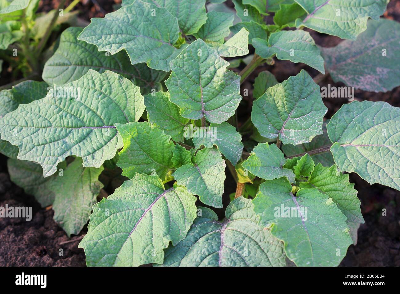 Physalis plante tropicale qui pousse dans le jardin Banque D'Images