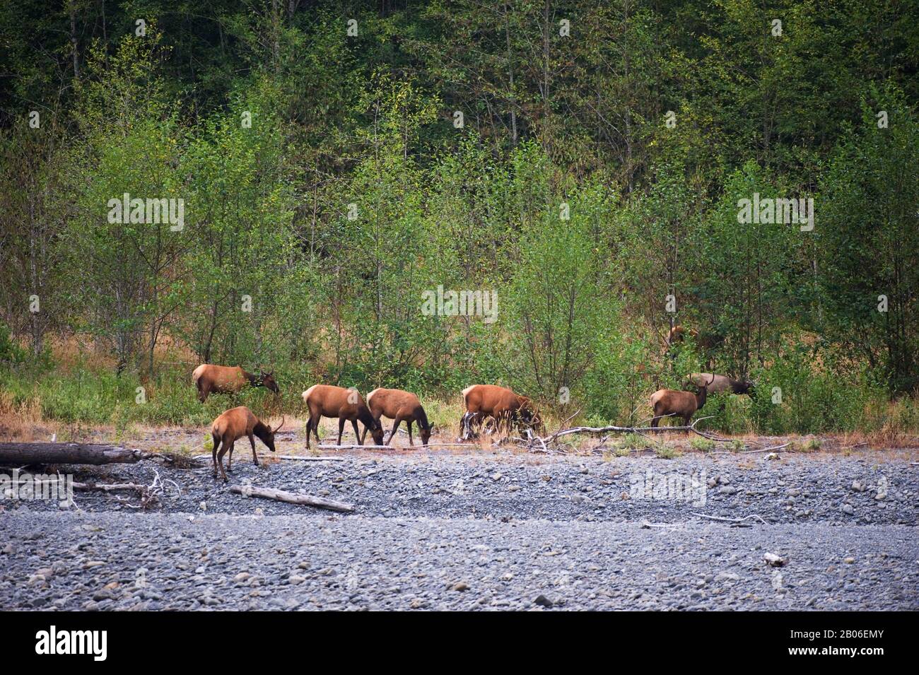 ÉTATS-UNIS, ÉTAT DE WASHINGTON, PÉNINSULE OLYMPIQUE, PARC NATIONAL OLYMPIQUE, FORÊT TROPICALE DE LA RIVIÈRE HOH, ROOSEVELT ELK AT RIVER Banque D'Images