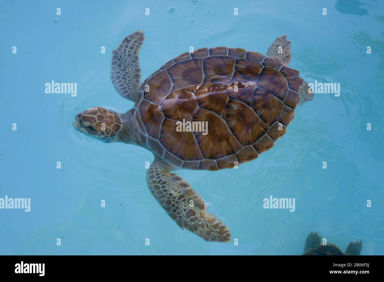 MEXIQUE, PRÈS DE CANCUN, PARC THÉMATIQUE XCARET ECO, PROGRAMME DE REPRODUCTION DES TORTUES VERTES, TORTUE D'ENVIRON 6 MOIS Banque D'Images