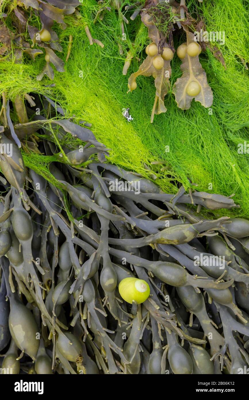 Portoir pour vessie (Fucus vesiculosus), Tourony, Département des Côtes-d'Armor, France Banque D'Images