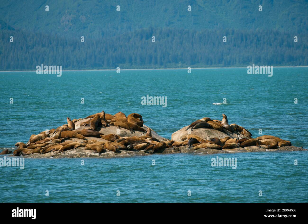 Les lions de mer de Steller (Eumetopias jubatus) reposant sur l'une des îles de marbre, Glacier Bay National Park, Alaska, USA Banque D'Images