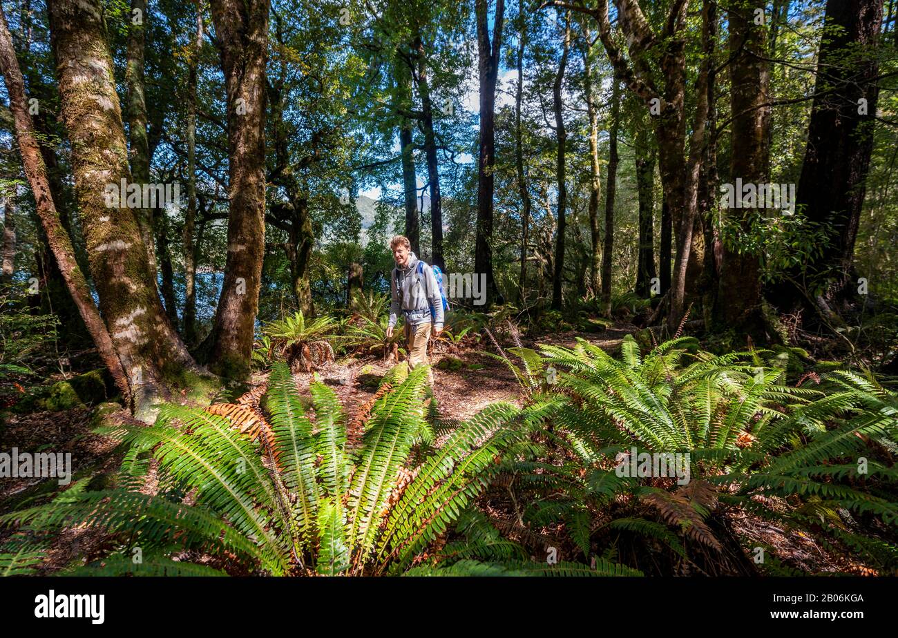 Randonneurs dans la jungle avec de grandes fougères, près du lac Rotoroa, du parc national des lacs Nelson, de la région de Tasman, de l'île du Sud, de la Nouvelle-Zélande Banque D'Images