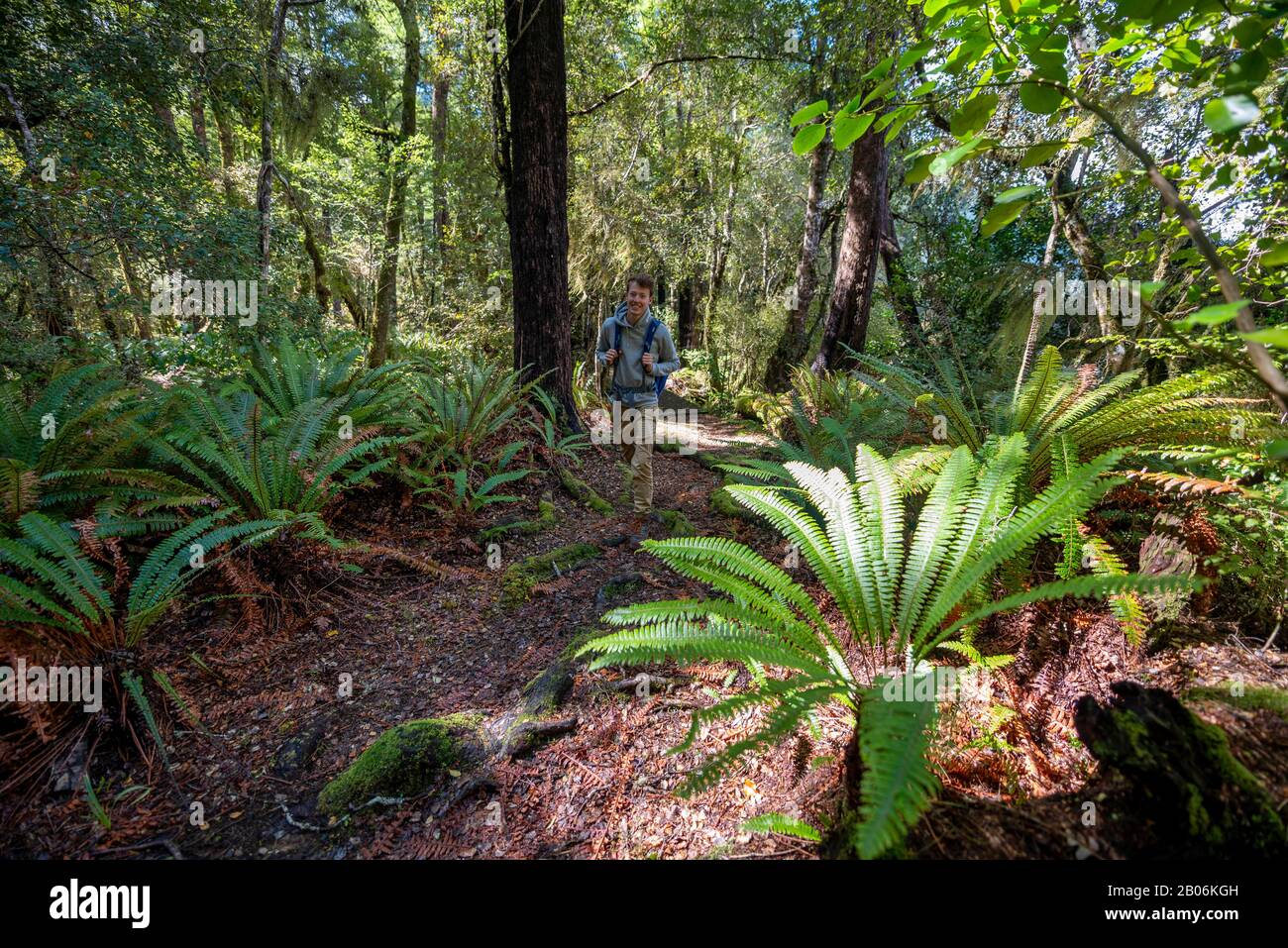 Randonneurs dans la jungle avec de grandes fougères, près du lac Rotoroa, du parc national des lacs Nelson, de la région de Tasman, de l'île du Sud, de la Nouvelle-Zélande Banque D'Images