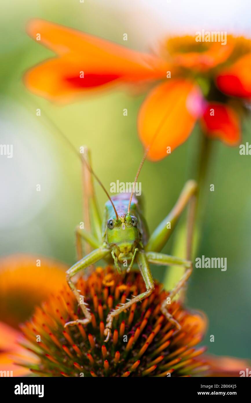 Criquet, Grand cricket de brousse verte (Tettigonia viridissima) assis sur la fleur de la fleur de cône pourpre (Echinacea purpurea), Bavière, Allemagne Banque D'Images