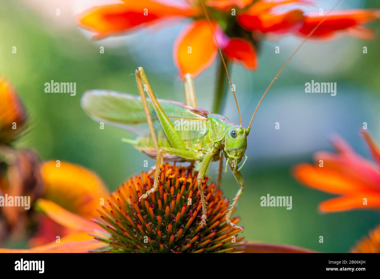 Criquet, Grand cricket de brousse verte (Tettigonia viridissima) assis sur la fleur de la fleur de cône pourpre (Echinacea purpurea), Bavière, Allemagne Banque D'Images