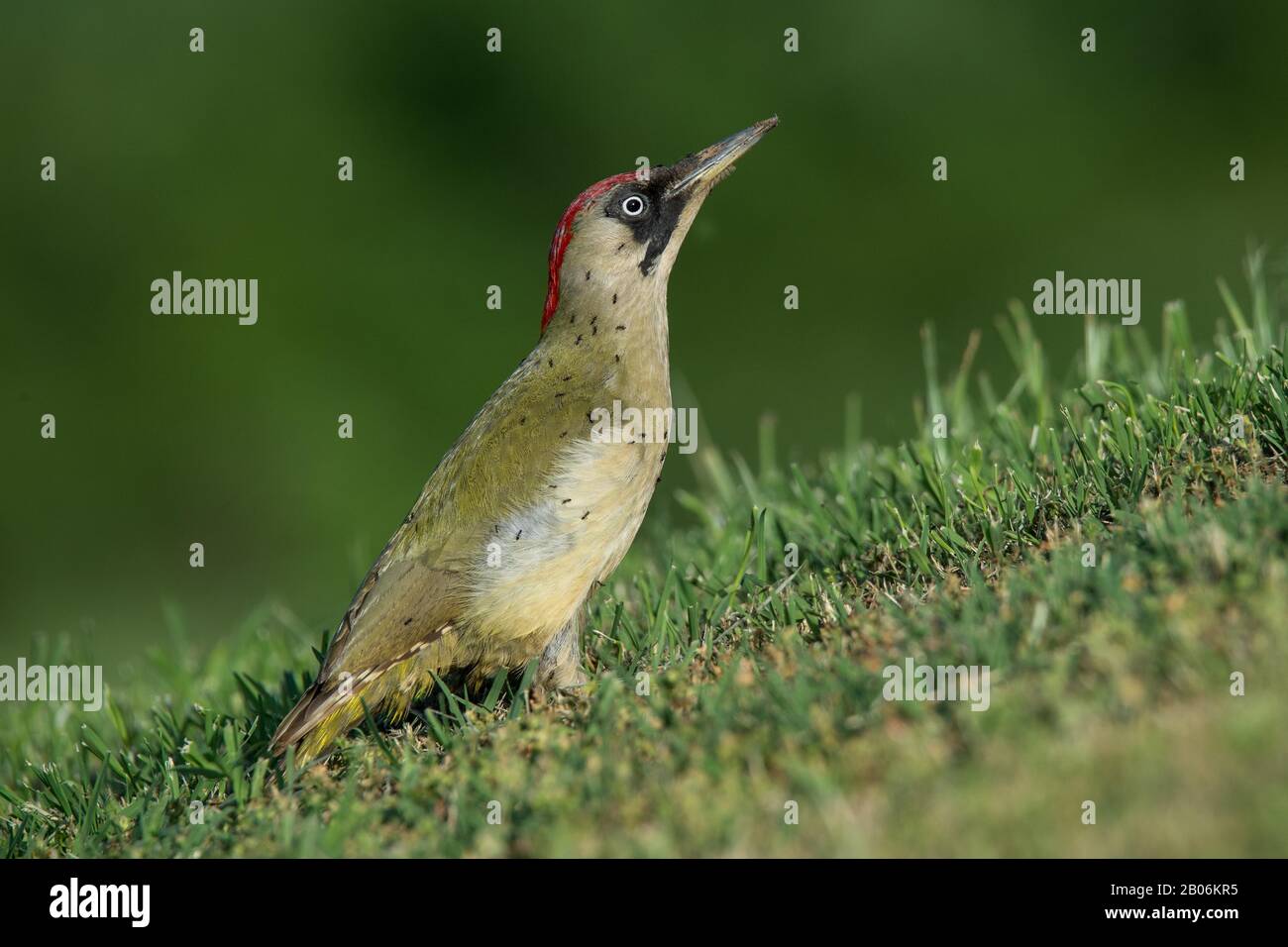 Pic vert européen (Picus viridis), femelle avec fourmis sur plumage, Serres, Grèce Banque D'Images