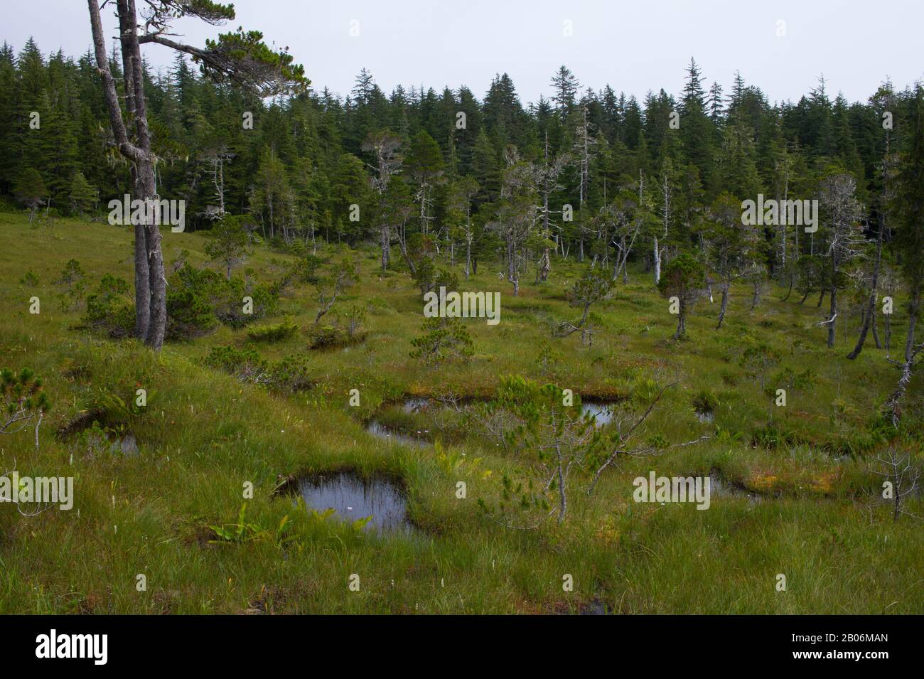 Tourbière (muskeg) paysage avec mousses de sphagnum, crêtes et épinettes et tamacarons, à Idaho Inlet, sur l'île de Chichagof, les Fores nationaux de Tongass Banque D'Images