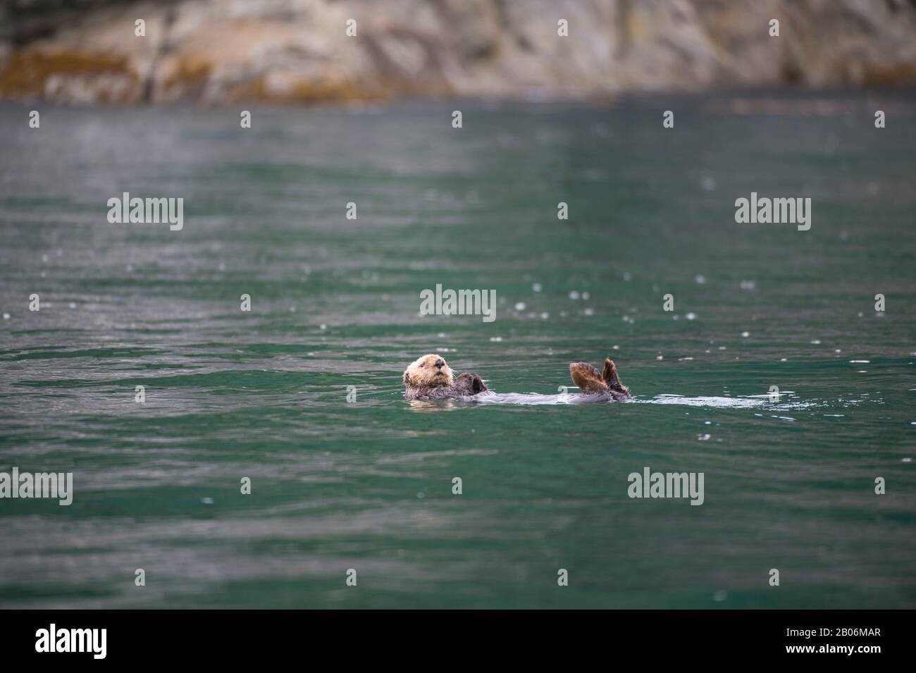 Loutre de mer (Enhydra lutris) dans l'océan près de George Island, au large de l'Île Chichagof, la Forêt Nationale Tongass, Alaska, USA Banque D'Images