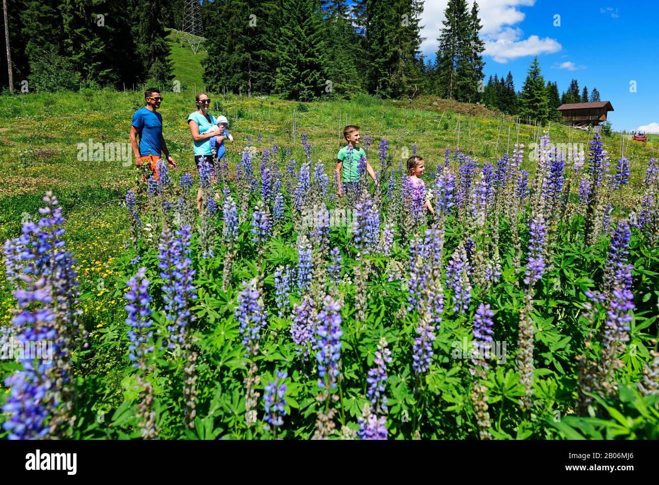 La famille marche près de la gare centrale à travers un champ de lupins fleuris, Hohe Salve, Hopfgarten, Brixental, Kitzbuehel Alpes, Tyrol, Autriche Banque D'Images