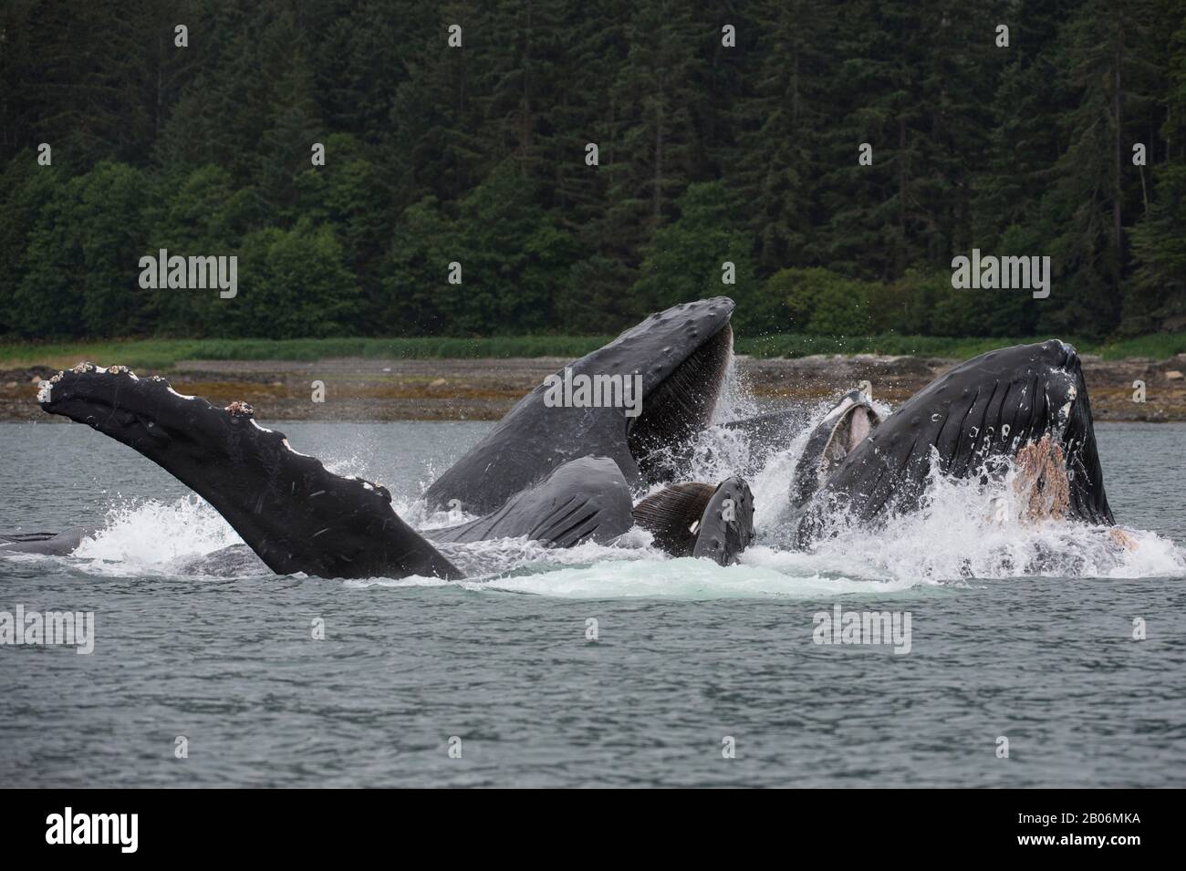 Les baleines à bosse bubble-net se nourrir dans la baie de False, le détroit de Chatham, Île Chichagof, la Forêt Nationale Tongass, Alaska, USA Banque D'Images
