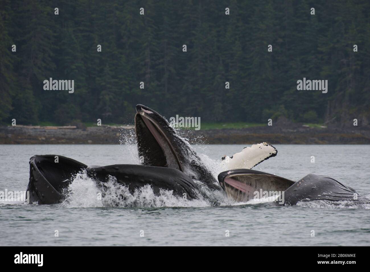 Les baleines à bosse bubble-net se nourrir dans la baie de False, le détroit de Chatham, Île Chichagof, la Forêt Nationale Tongass, Alaska, USA Banque D'Images
