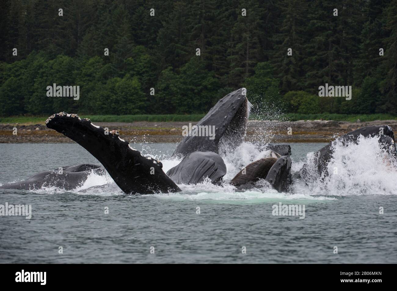 Les baleines à bosse bubble-net se nourrir dans la baie de False, le détroit de Chatham, Île Chichagof, la Forêt Nationale Tongass, Alaska, USA Banque D'Images