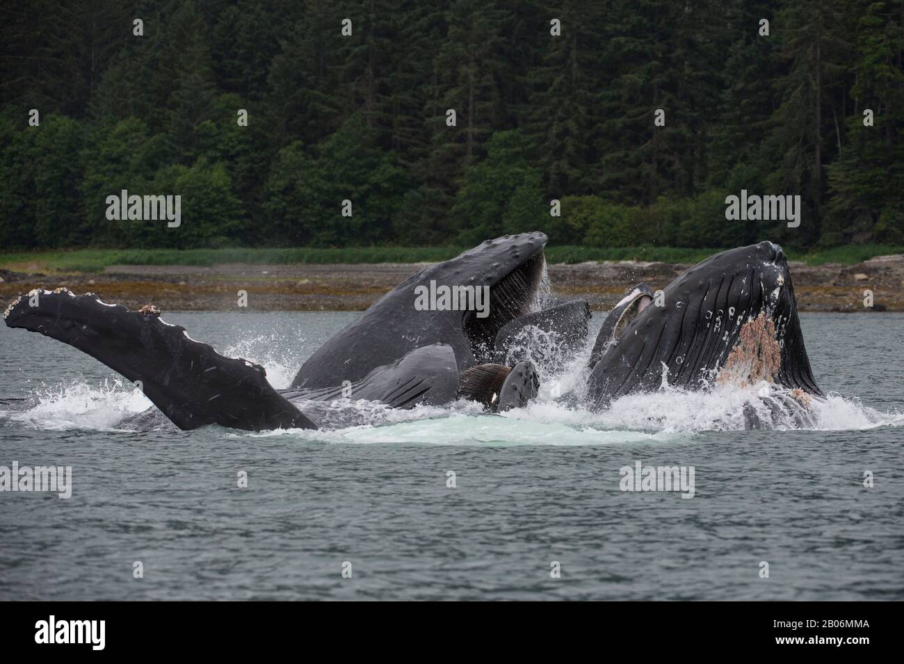 Les baleines à bosse bubble-net se nourrir dans la baie de False, le détroit de Chatham, Île Chichagof, la Forêt Nationale Tongass, Alaska, USA Banque D'Images