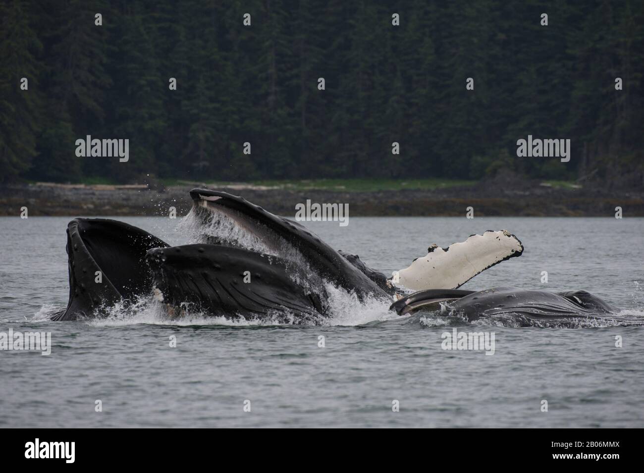 Les baleines à bosse bubble-net se nourrir dans la baie de False, le détroit de Chatham, Île Chichagof, la Forêt Nationale Tongass, Alaska, USA Banque D'Images