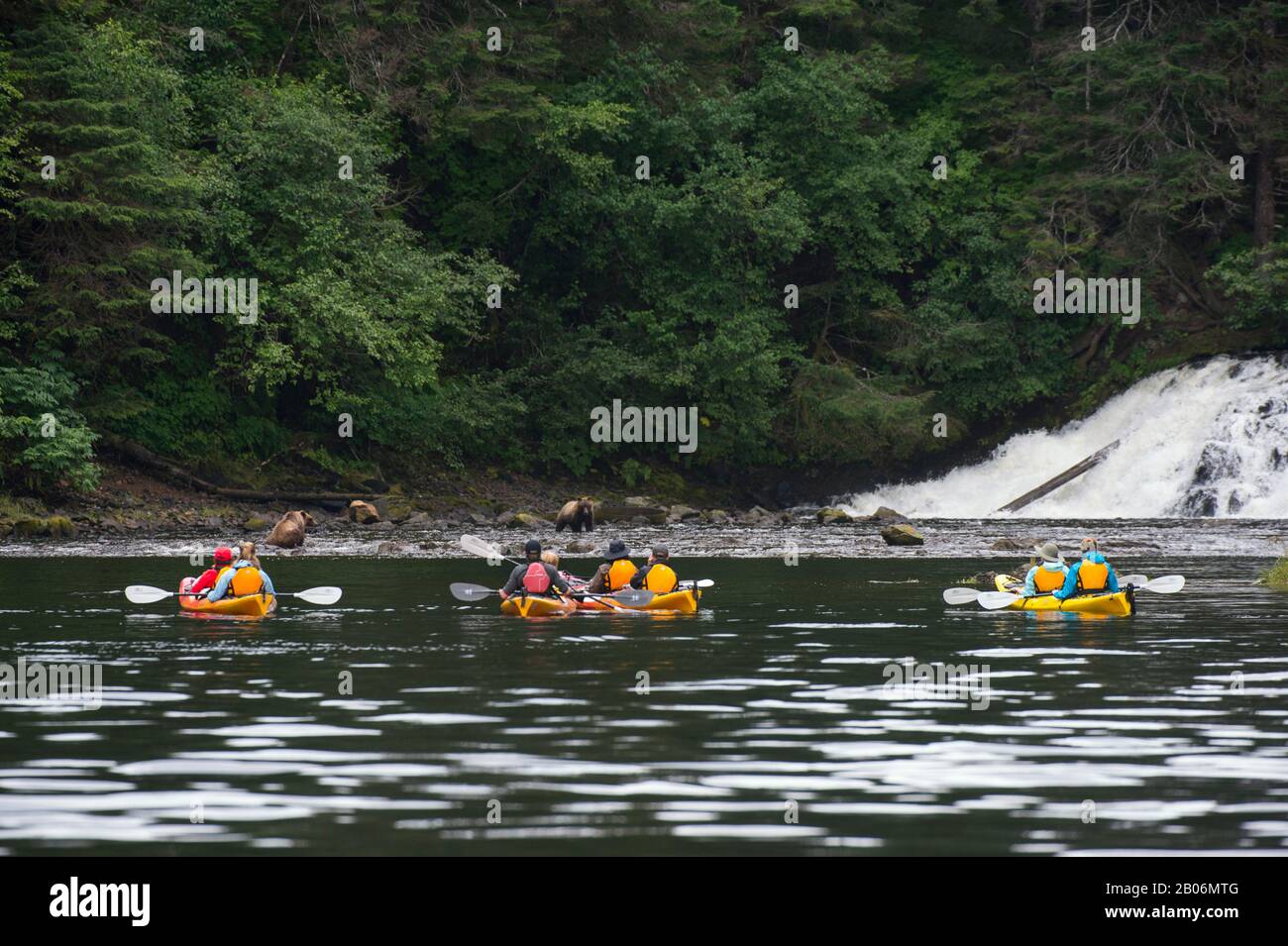 Les gens en kayak de mer qui regardent les ours bruns pêchent le saumon dans la chute d'eau du port de Pavlof, dans le détroit de Chatham, l'île de Chichagof, les Fores nationaux de Tongass Banque D'Images
