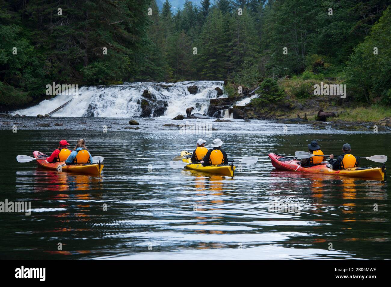 Les gens en kayak de mer qui regardent les ours bruns pêchent le saumon dans la chute d'eau du port de Pavlof, dans le détroit de Chatham, l'île de Chichagof, les Fores nationaux de Tongass Banque D'Images