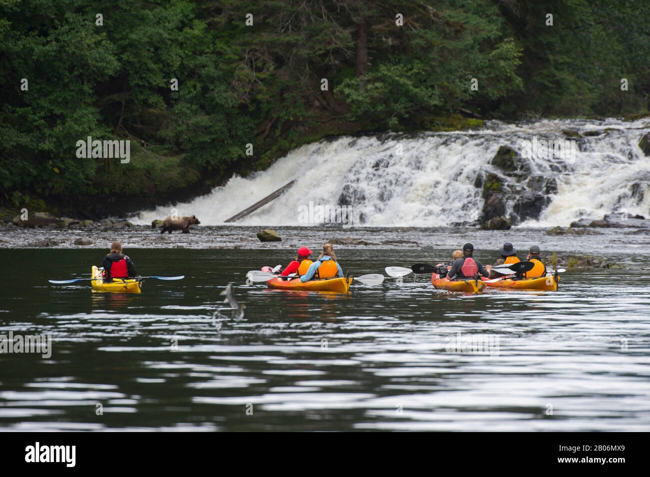 Les gens en kayak de mer qui regardent les ours bruns pêchent le saumon dans la chute d'eau du port de Pavlof, dans le détroit de Chatham, l'île de Chichagof, les Fores nationaux de Tongass Banque D'Images