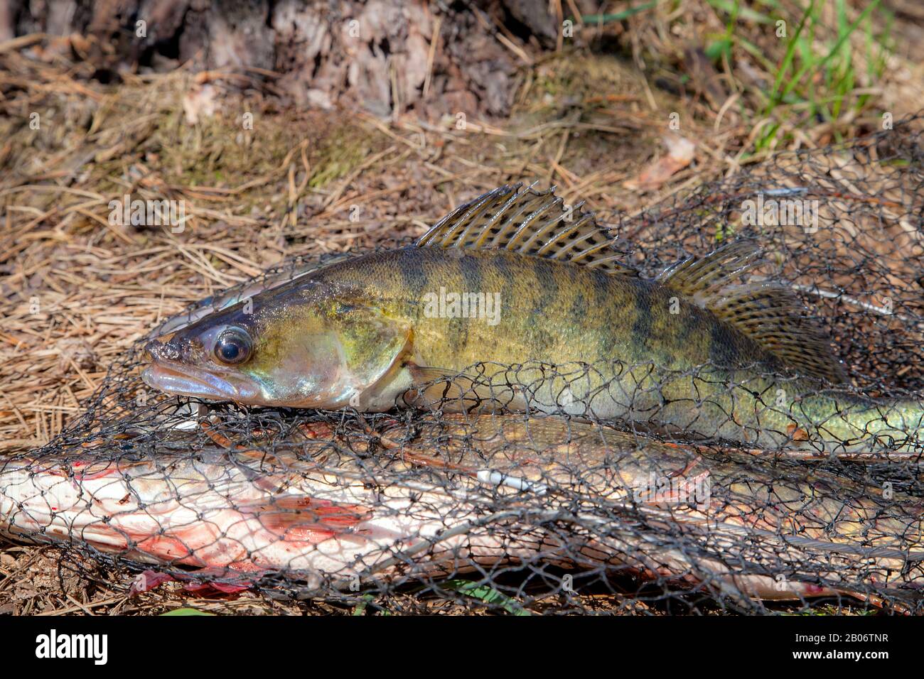 Pike Perch Zander Lucioperca Lucioperca In Banque D Image Et Photos Alamy