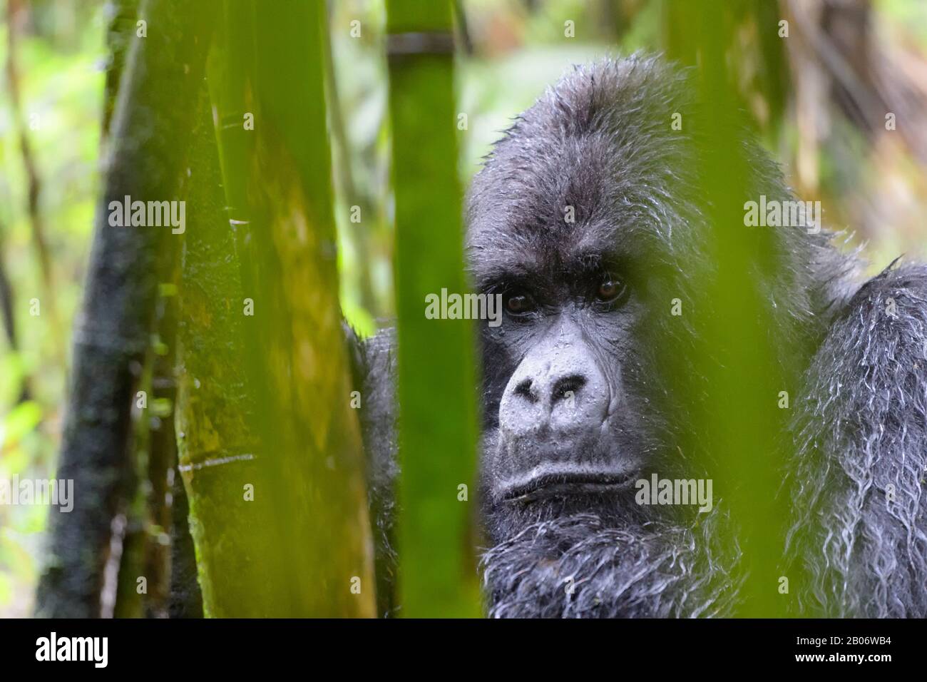 Mountain Gorilla (Gorilla beringei) silverback mâle, groupe Sabyinyo, portrait dans la forêt de bambou et la pluie, parc national des volcans, Rwanda. Banque D'Images