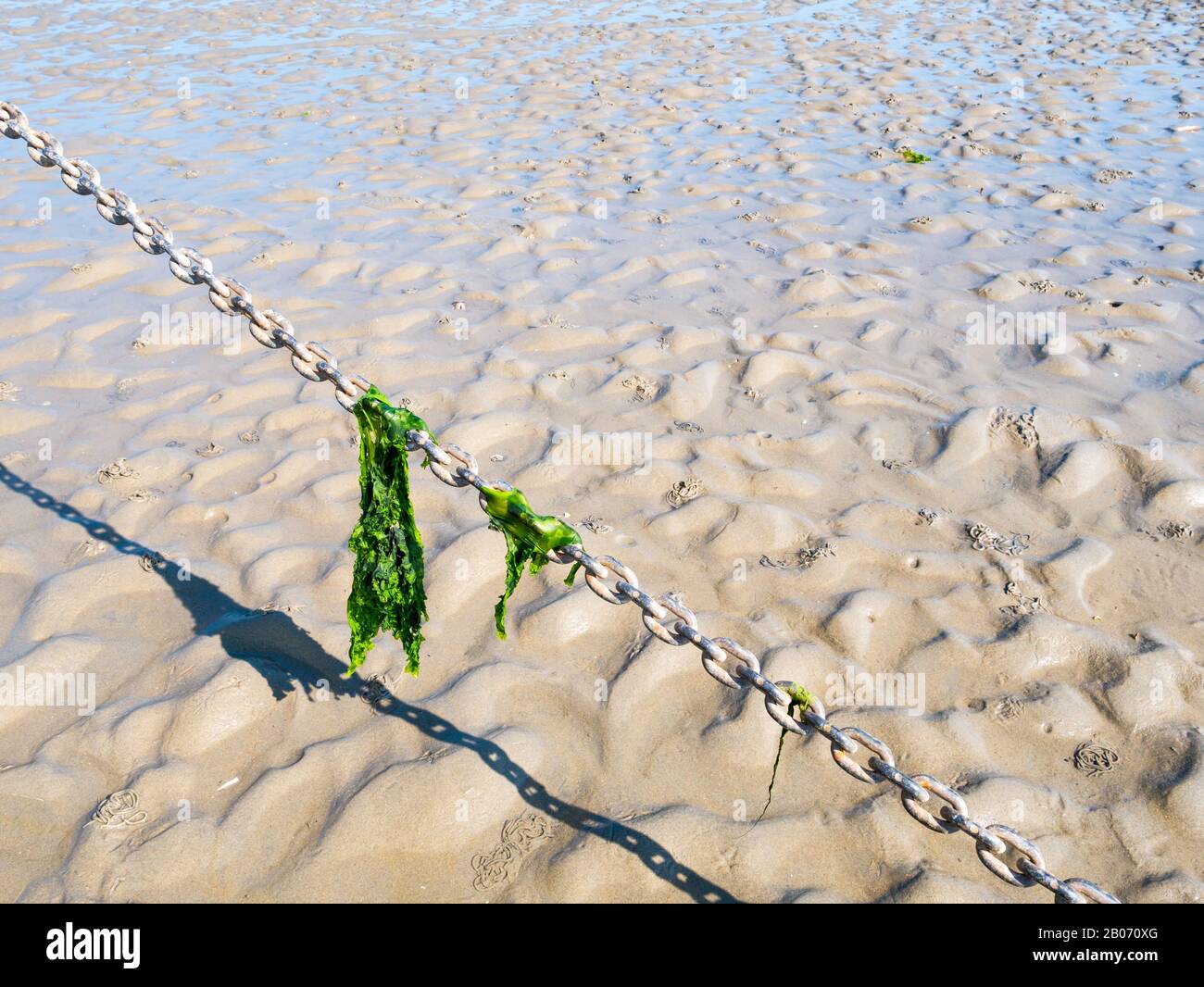 Feuilles de laitue de mer accrochées à la chaîne d'ancrage sur le sable à marée basse, Waddensea, Pays-Bas Banque D'Images