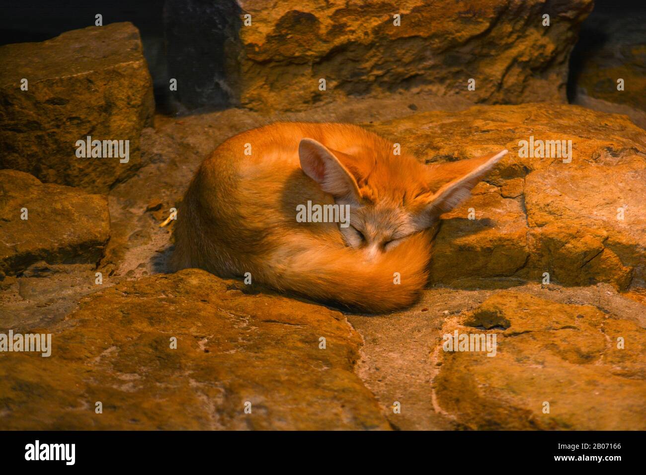 Fennec Fox (Vulpes zerda) dans le Wilhelma à Stuttgart, au sud de l'Allemagne Banque D'Images