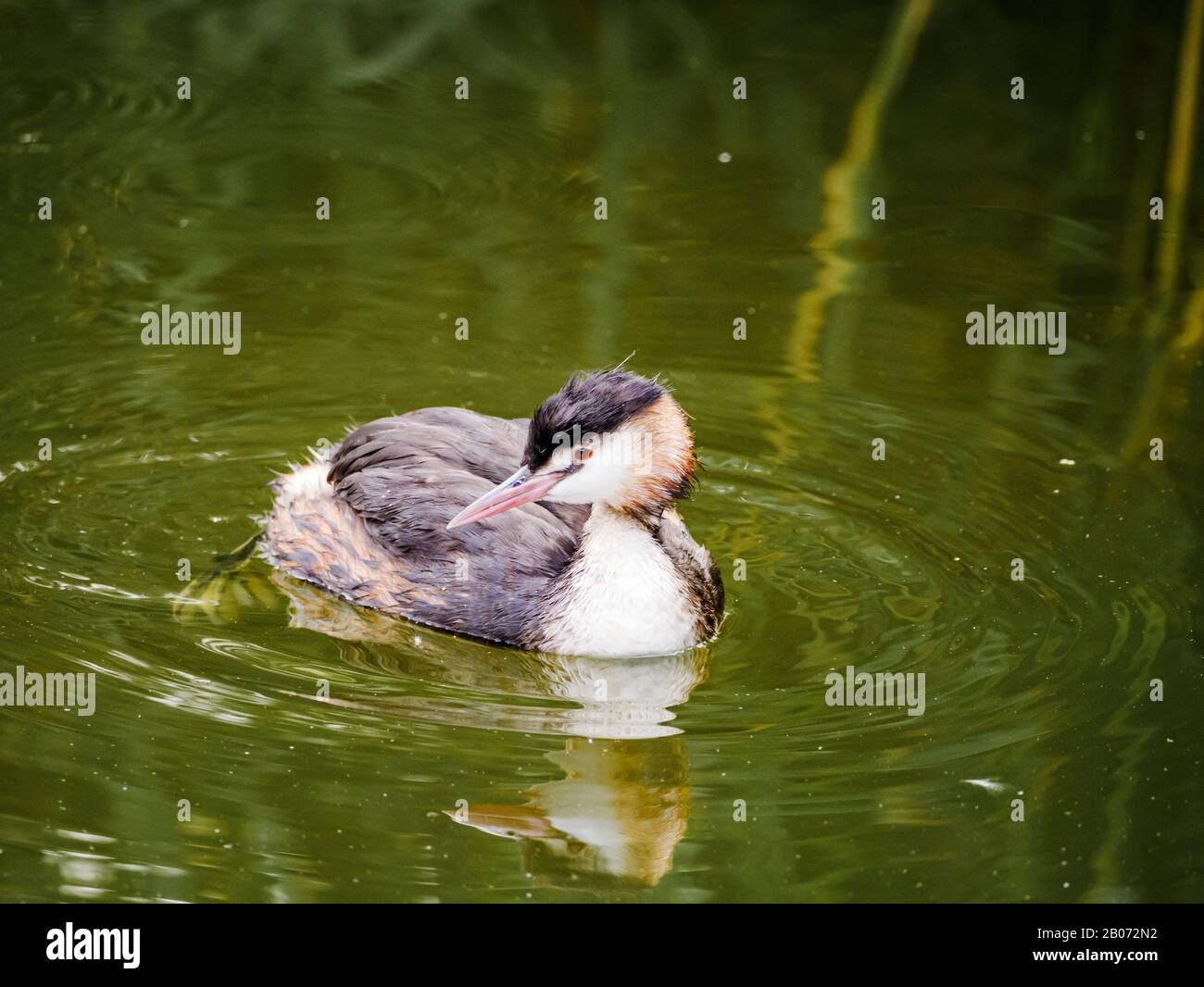 Grand grèbe à la craie (Podiceps cristatus) nageant adulte dans le plumage non reproductif, Pays-Bas Banque D'Images