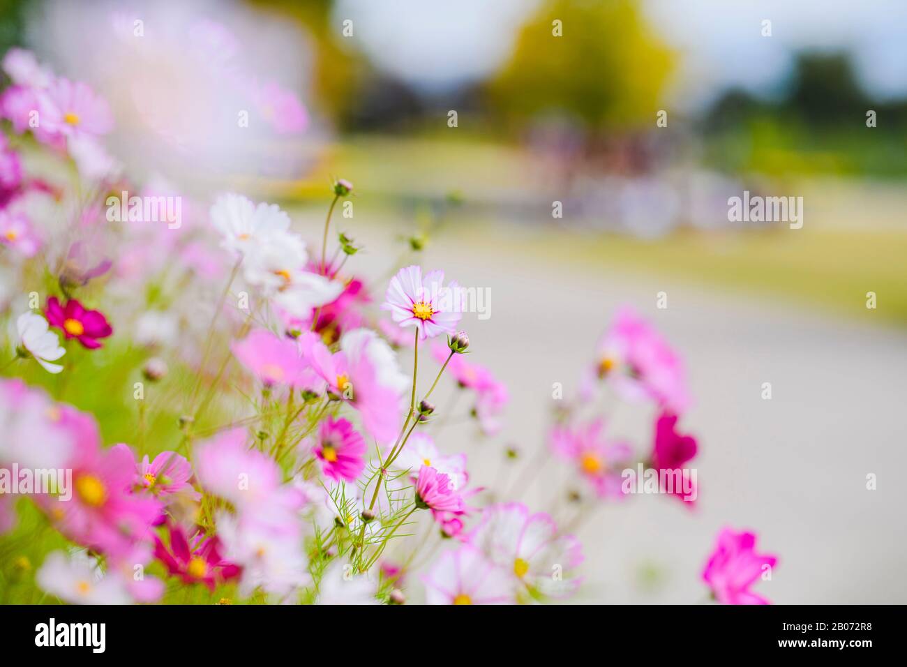 Paysage coloré d'automne dans le parc et la campagne. Belles fleurs et arbres en automne. 018 Banque D'Images