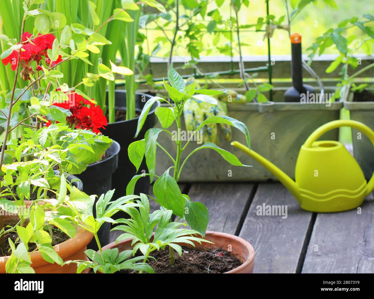 Jardin de légumes sur une terrasse.Flower, tomates en récipient .récipient légumes jardinage. Banque D'Images