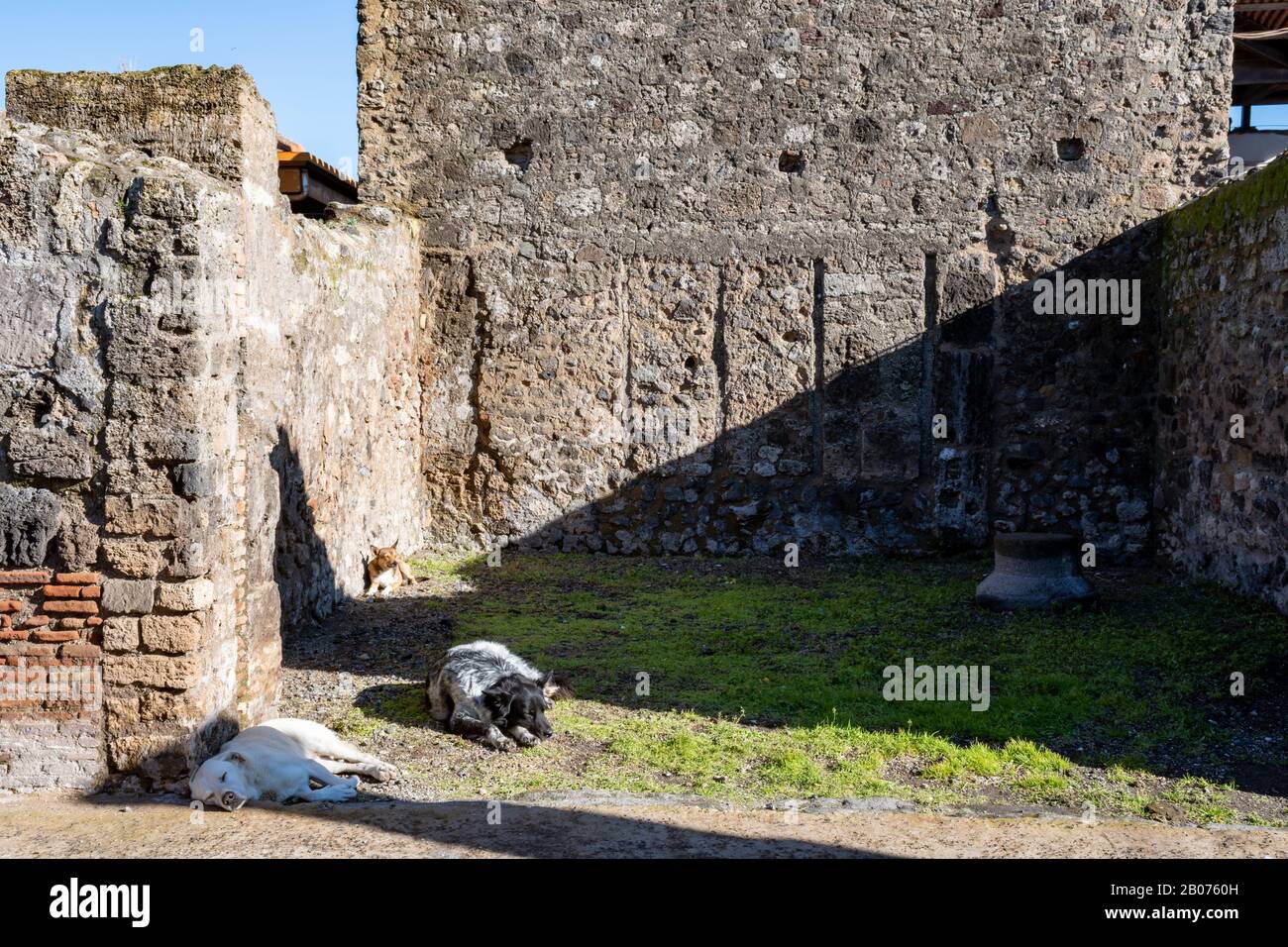Chiens de Pompéi : trois chiens reposent au soleil sur le site archéologique de Pompéi, près de Naples, en Italie Banque D'Images