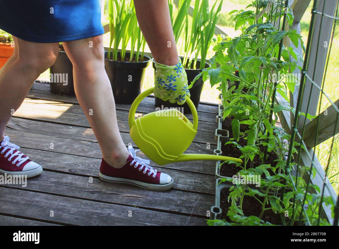Fleur, tomates poussant dans le conteneur.femmes jardinier arrosant des plantes. Récipient légumes jardinage. Jardin de légumes sur une terrasse. Banque D'Images