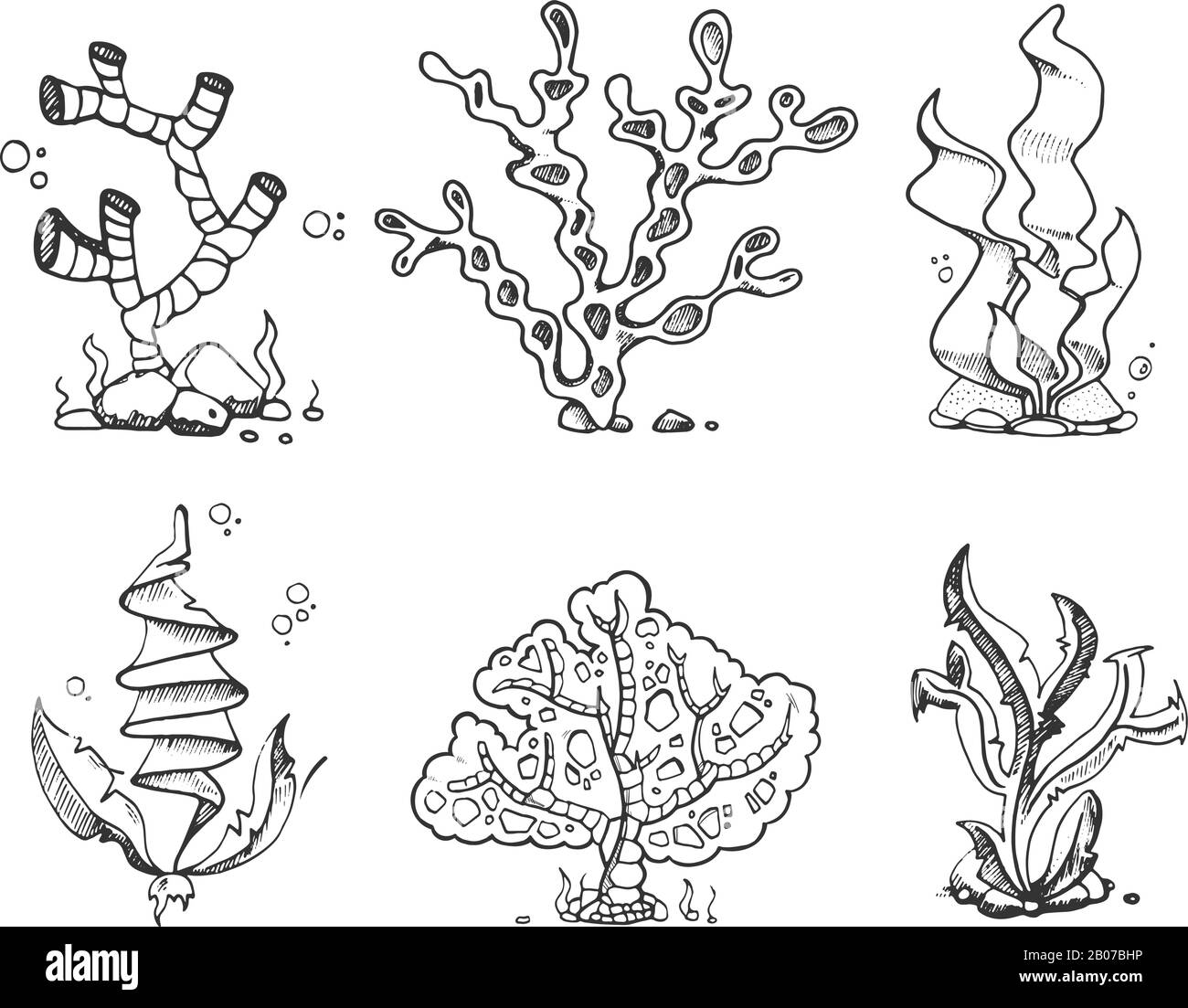 Algues marines, flore de la mer, plantes de l'océan en dessin à la main vintage, caniche, dessin de style vecteur de stock. Corail et varech pour aquarium, illustration sous-marine et organisme sous-marin Illustration de Vecteur