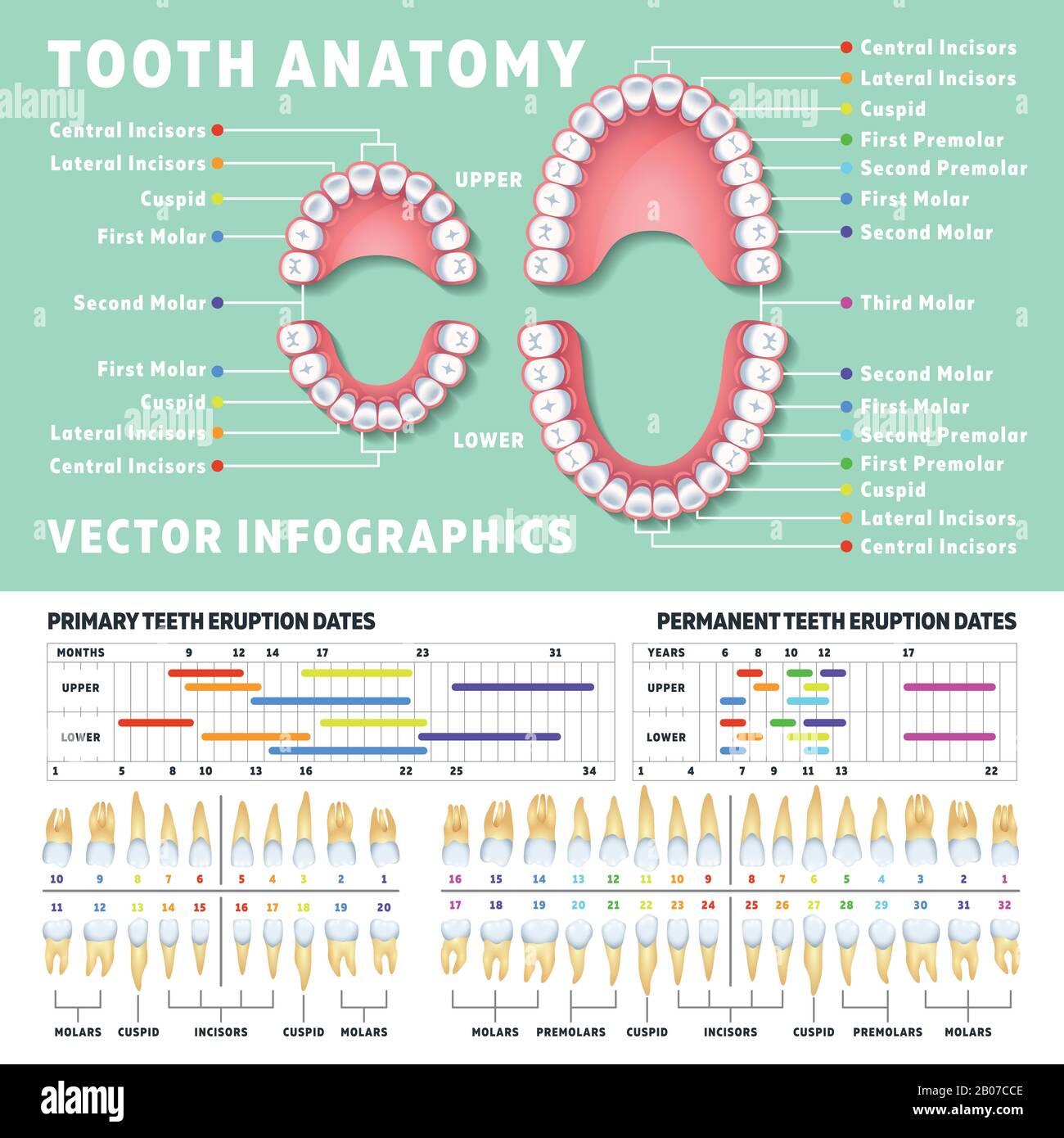 Orthodontiste anatomie dentaire humaine vecteur infographies avec diagrammes de dents. Illustration du schéma dentaire médical Illustration de Vecteur