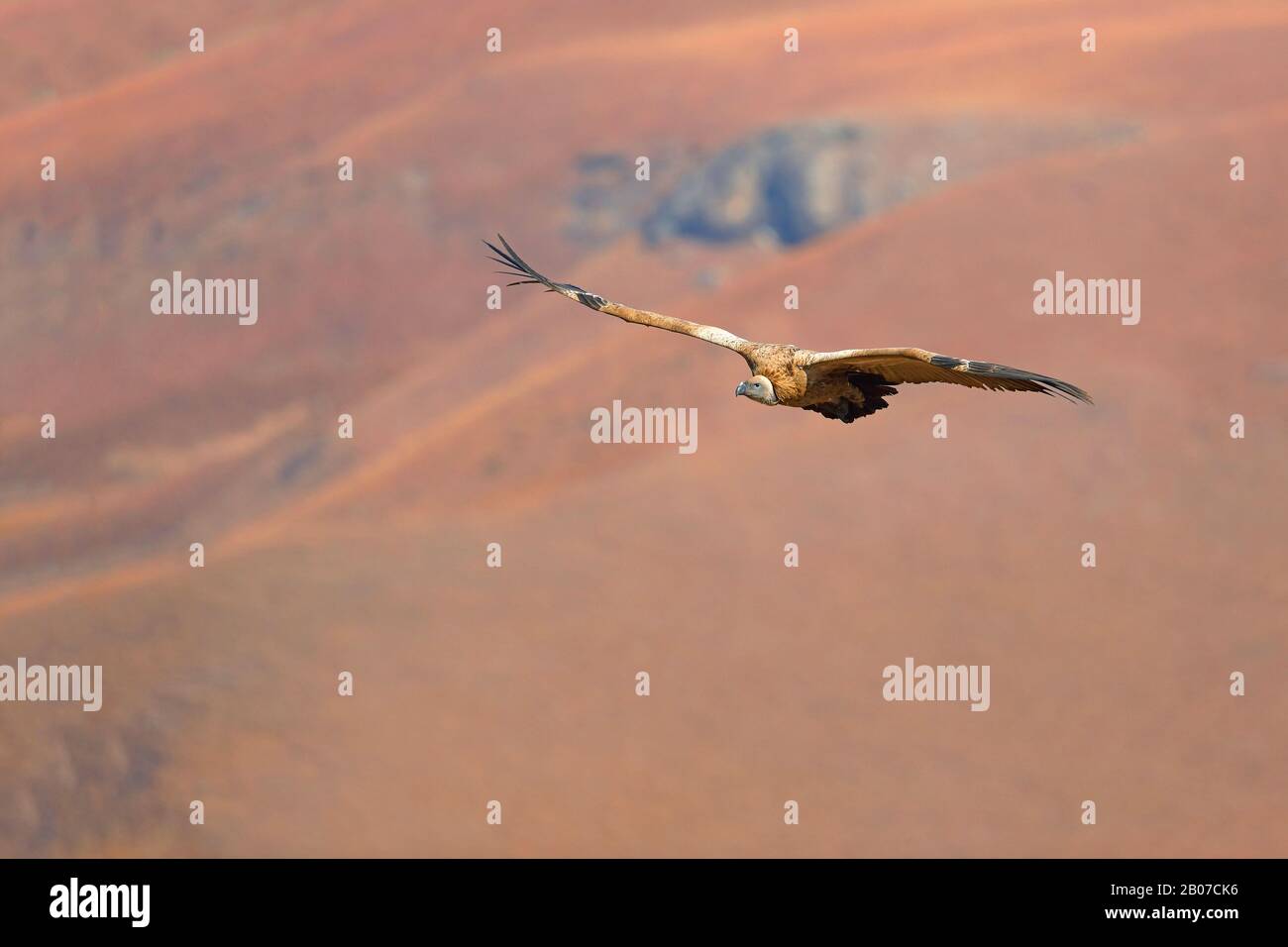 Cape vautour (Gyps coprotheres), en vol, Afrique du Sud, réserve de jeux du château de Giants Banque D'Images