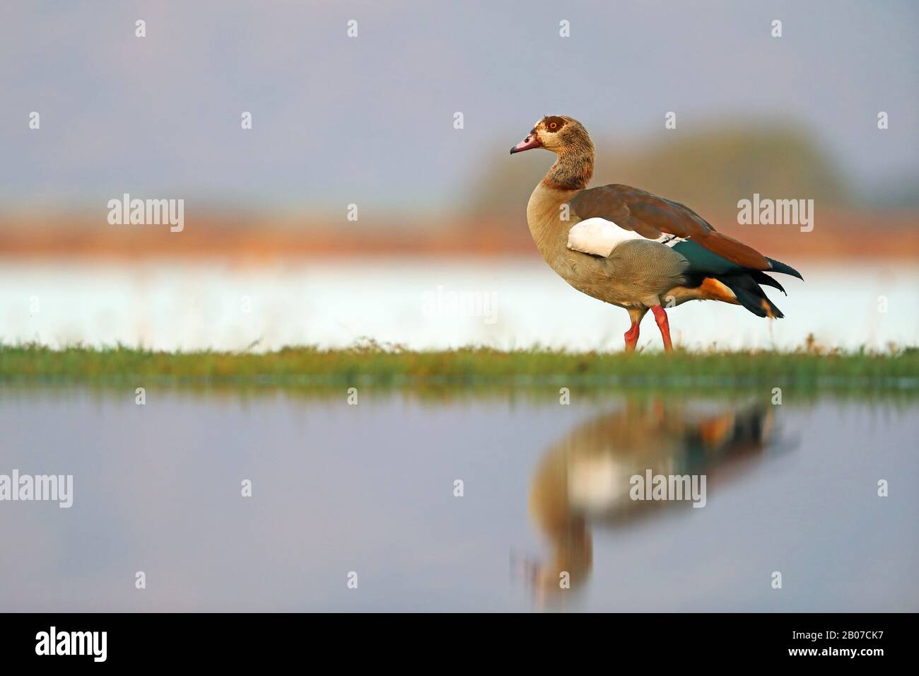 Oie égyptienne (Alopochen aegyptiacus), debout par le côté de l'eau, Afrique du Sud, KwaZulu-Natal, Zimanga Game Reserve Banque D'Images