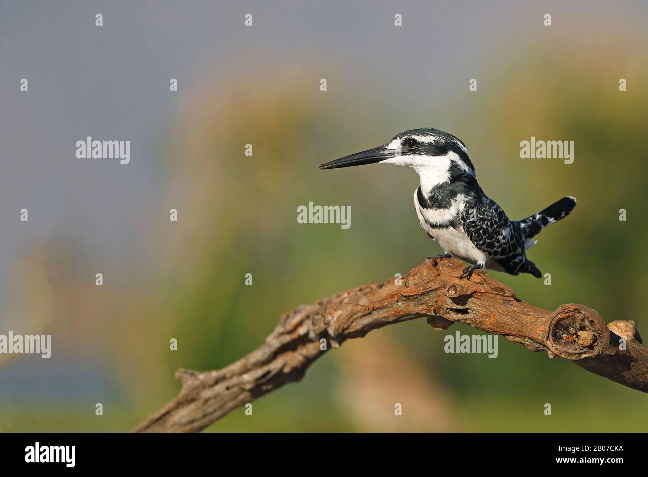 Moindre pécheur (Ceryle rudis), sur une branche, Afrique du Sud, KwaZulu-Natal, Zimanga Game Reserve Banque D'Images
