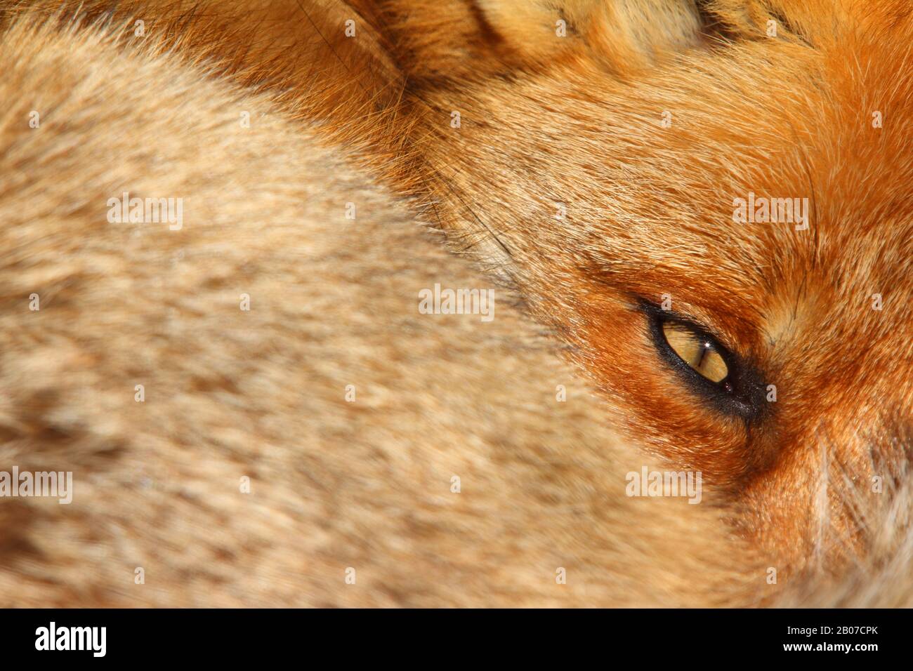 Renard rouge (Vulpes vulpes), renard rouge au repos, clignotant, Allemagne Banque D'Images