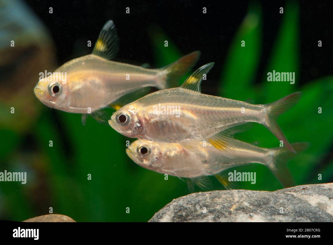 Tétra à rayons X, poisson à rayons X, primella (Pristella maxillaris, Pristella ridlei), race d'or Banque D'Images