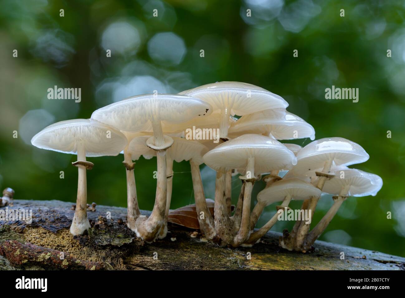 Champignon en porcelaine (Oudemansiella mucida), groupe de corps de fructification sur un tronc de hêtre, Allemagne, Rhénanie-du-Nord-Westphalie Banque D'Images